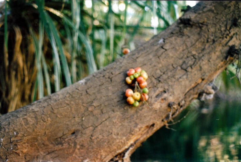 Resize of 06-01-2003 01 cluster fig