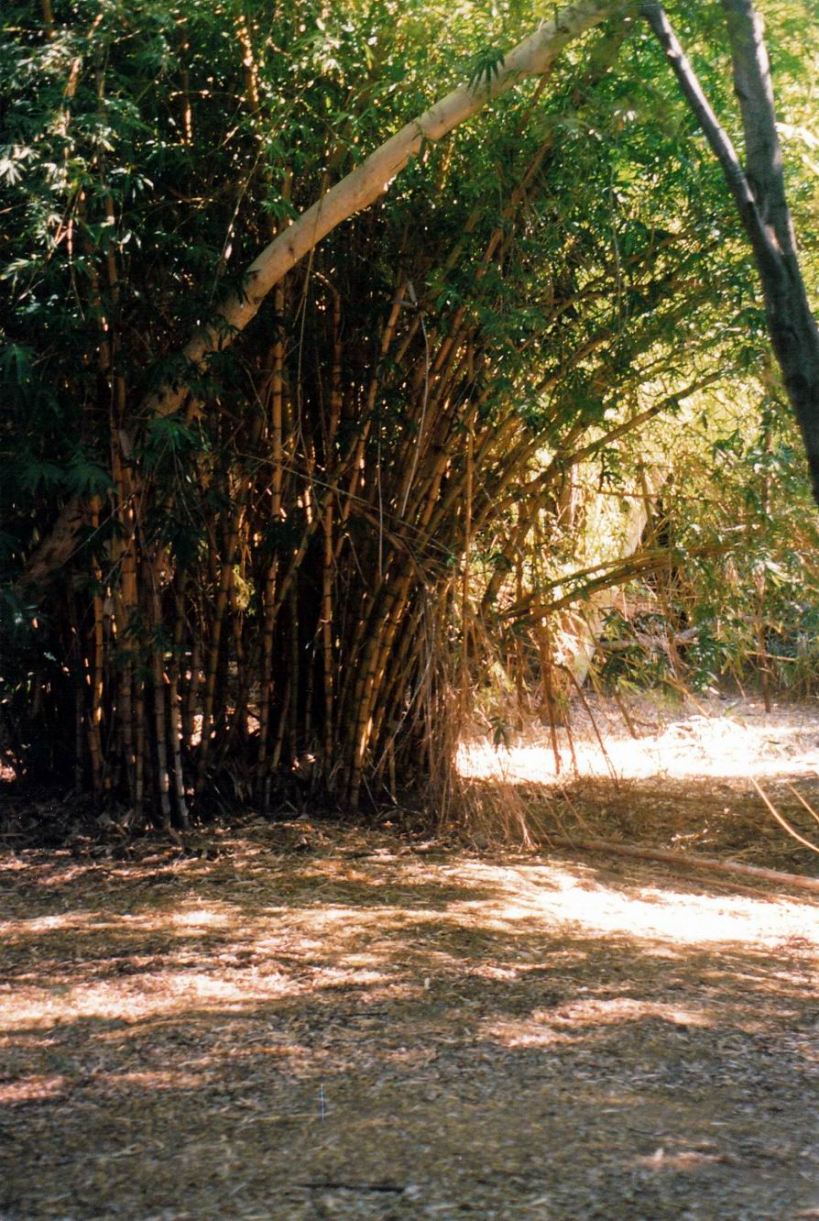 Resize of 06-01-2003 05 bamboo clump in Grove
