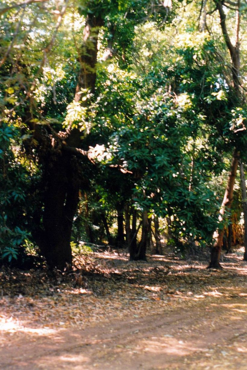 Resize of 06-01-2003 09 Frenchmans mango tree in Grove.jpg