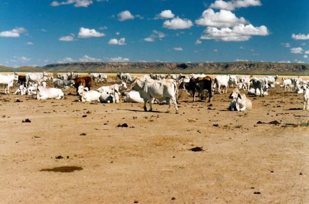 Resize of 06-01-2003 11 Lawn Hill cattle & Constance Range.jpg