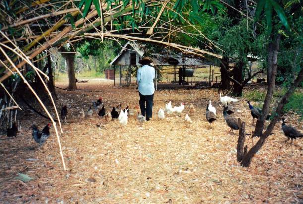 Resize of 06-01-2003 15 Judith McG feeding Bowthorn poultry