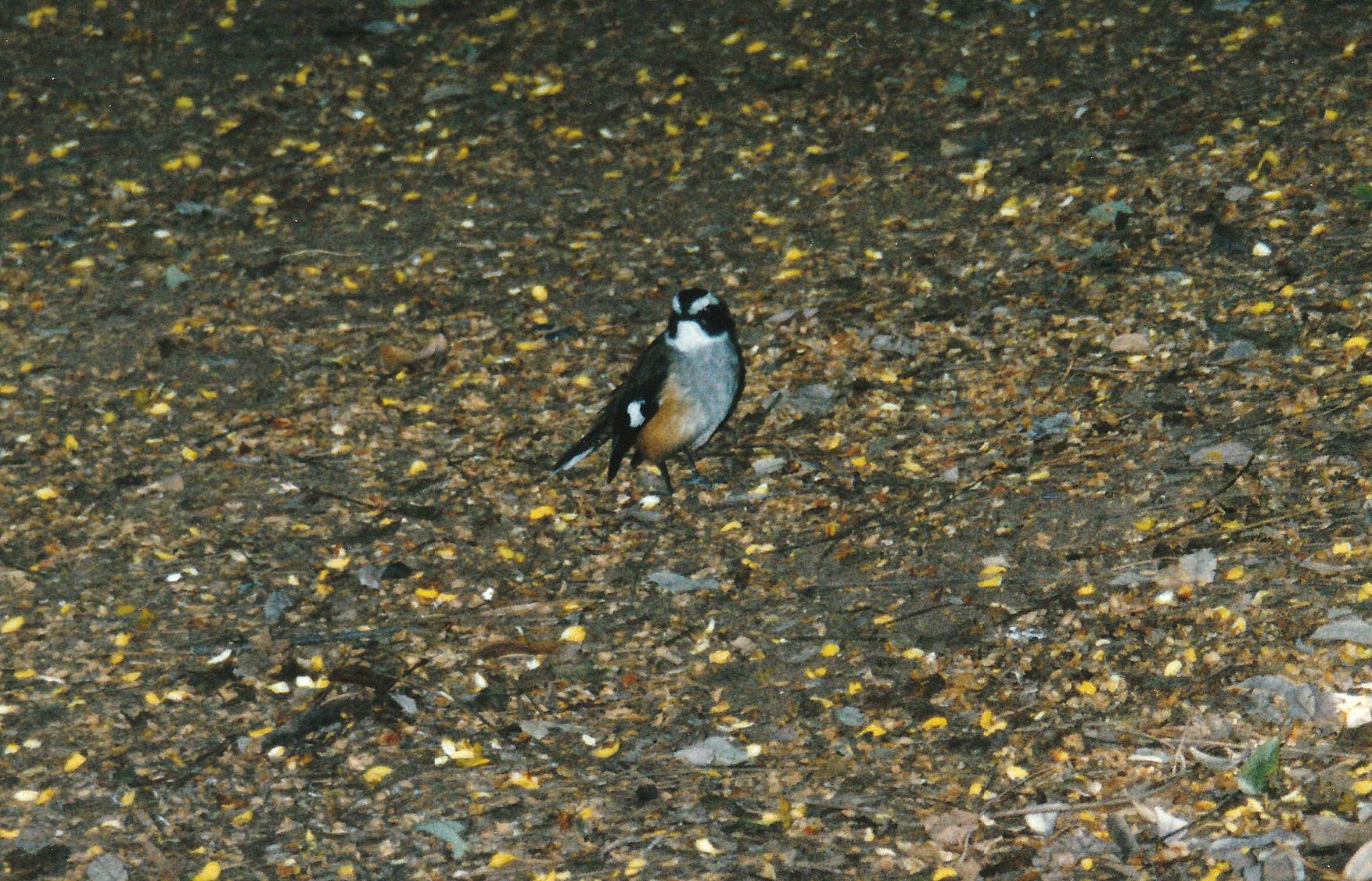 Resize of 06-11-2003 01 white browed robin adels
