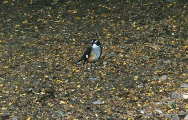 Resize of 06-11-2003 01 white browed robin adels