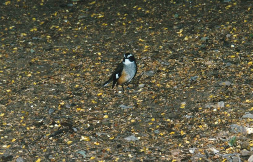 Resize of 06-11-2003 01 white browed robin adels