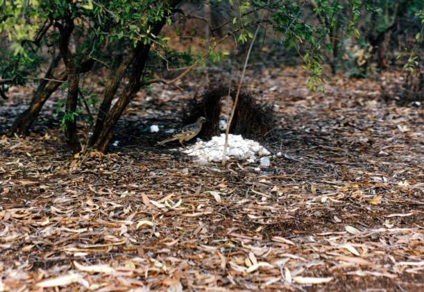 Resize of 06-30-2003 02 Great bower bird and his bower.jpg