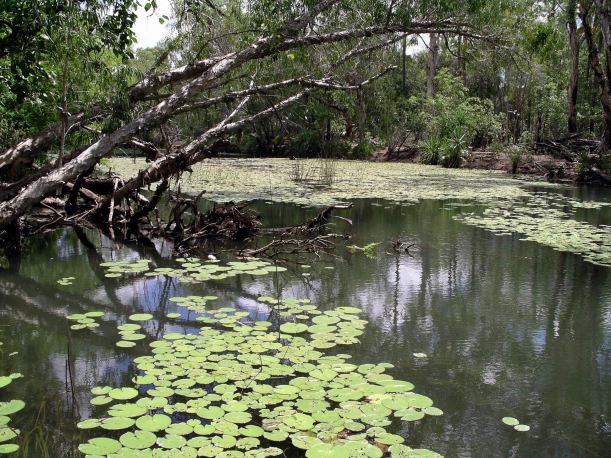 Resize of 3-19-2005 Lawn Hill Crk Adels 4