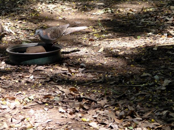 Resize of 4-6-2005 bar shoulder doves Adels 2