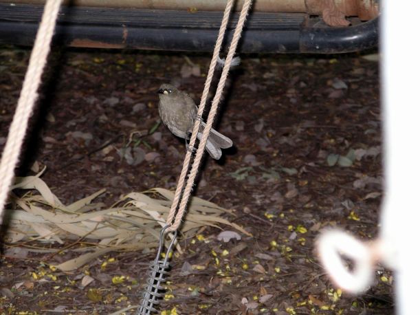 Resize of 4-6-2005 white gaped honeyeater Adels 2.jpg