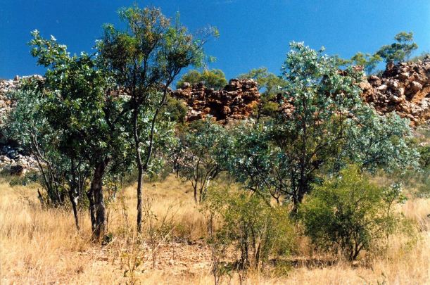 Resize of 06-29-2003 21 by track to old weir.jpg