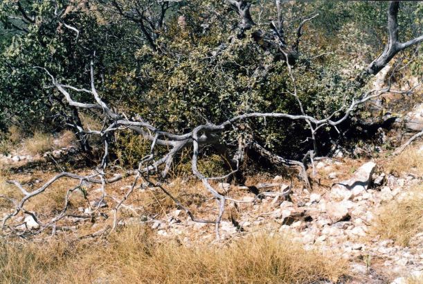 Resize of 06-29-2003 conkerberry stand