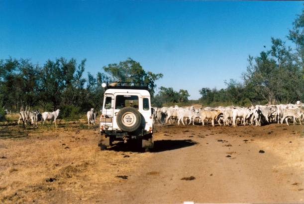 Resize of 07-10-2003 01 cows on edith springs track.jpg