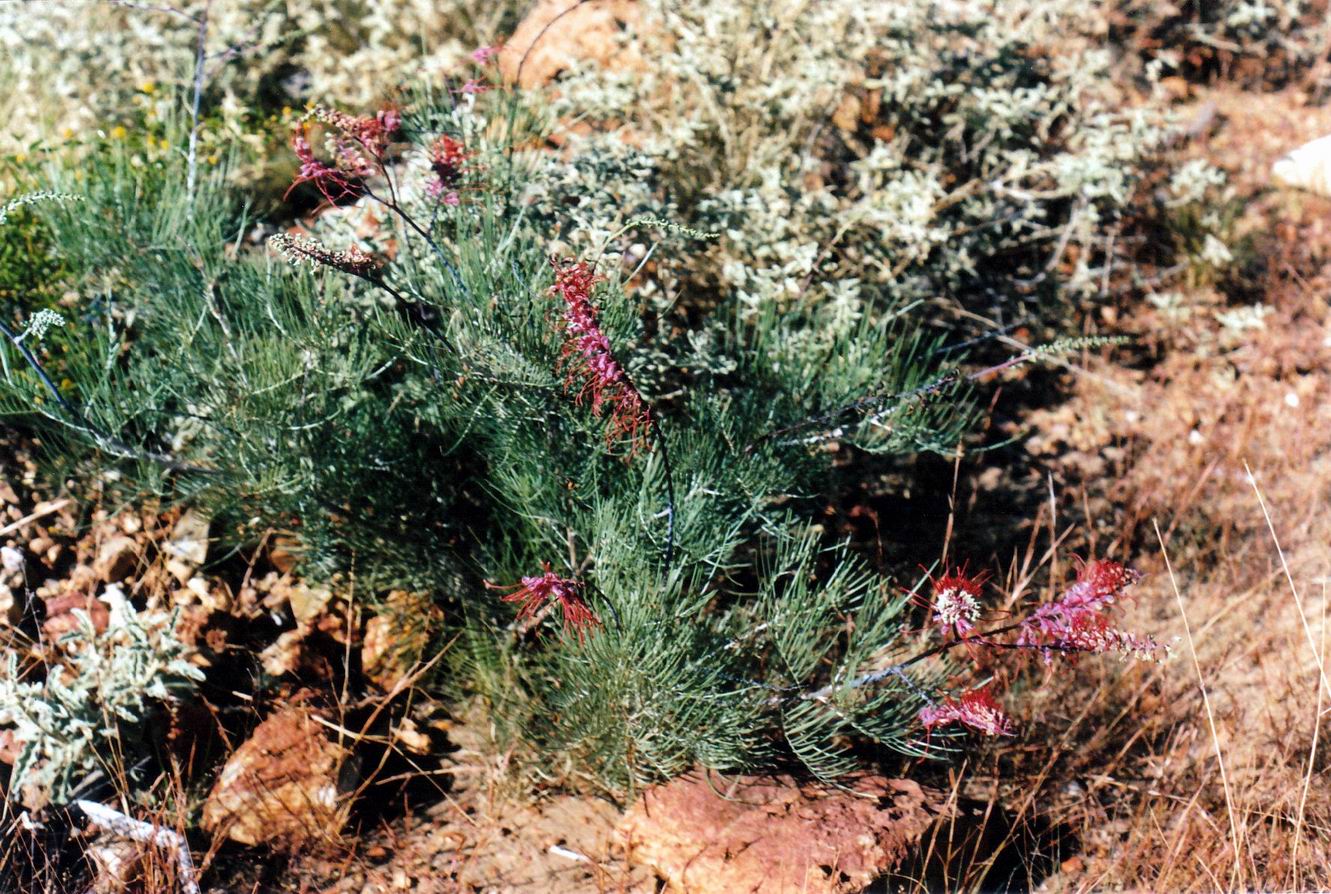 Resize of 08-03-2003 01 grevillea by Muswellbrook track