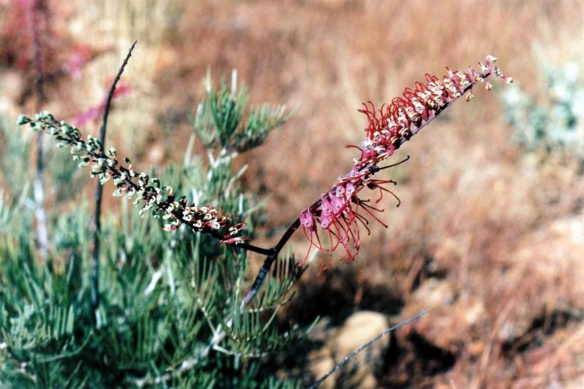 Resize of 08-03-2003 02 grevillea