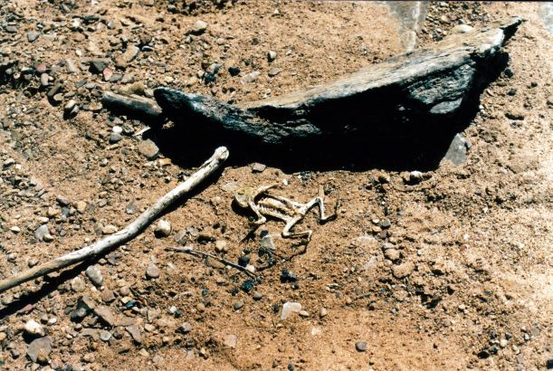 Resize of 08-04-2003 16 smart bird can eat cane toad.jpg