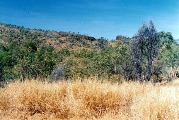 Resize of 08-04-2003 on way to black cockatoo wh.jpg