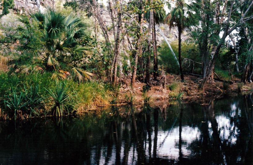 Resize of 08-15-2003 feral pig on side ck.jpg