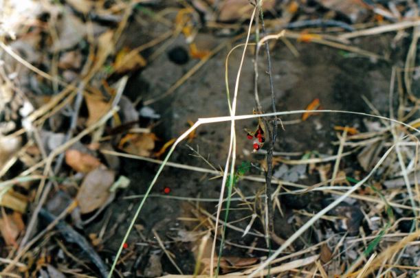Resize of 08-15-2003 poisonous berries