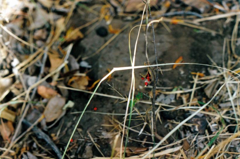 Resize of 08-15-2003 poisonous berries