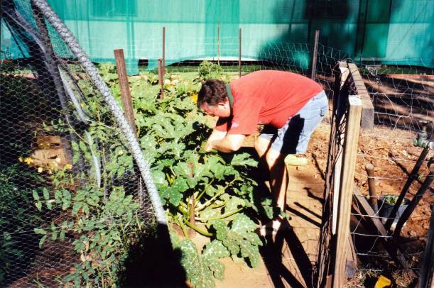 Resize of 07-24-2003 08 John harvesting.jpg