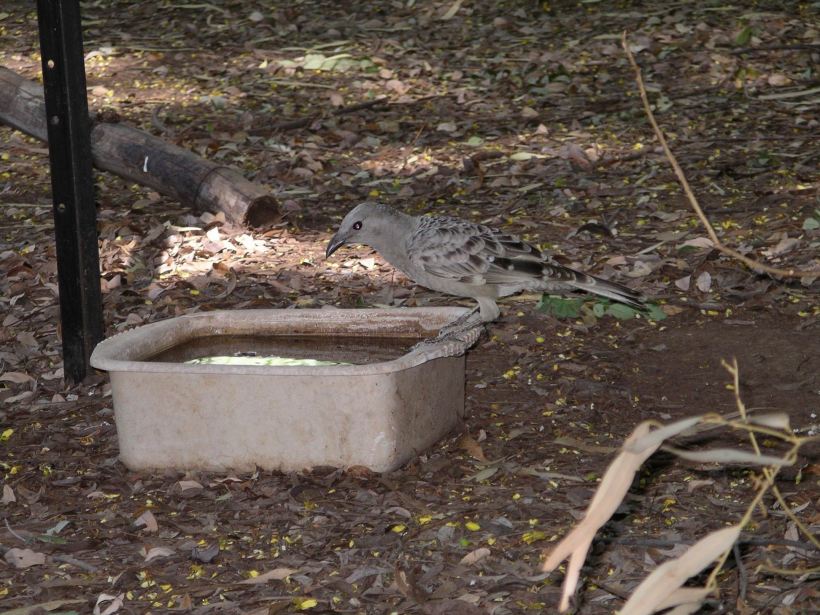 Resize of 4-6-2005 great bower bird Adels 2.jpg