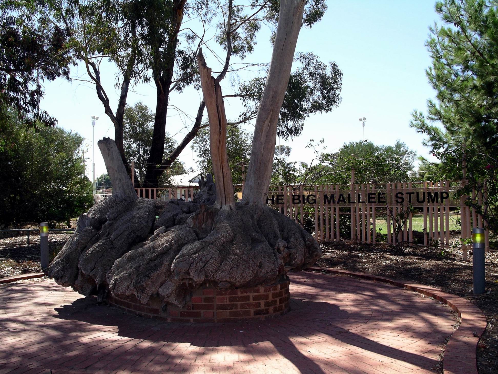 Resize of 03-27-2004 Big mallee root.jpg