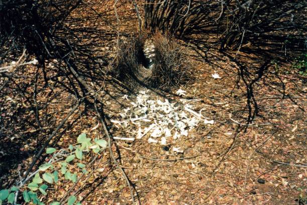 Resize of 09-13-2003 13 bower made from bones, Bowthorn.jpg