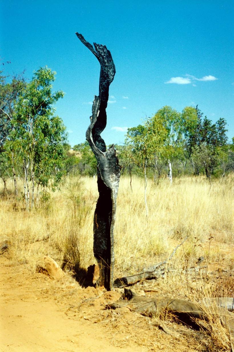 Resize of 09-13-2003 14 tree skeleton again.jpg