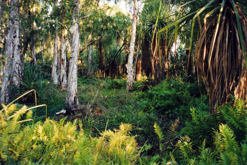 resize of 09-14-2003 07 paperbark swamp