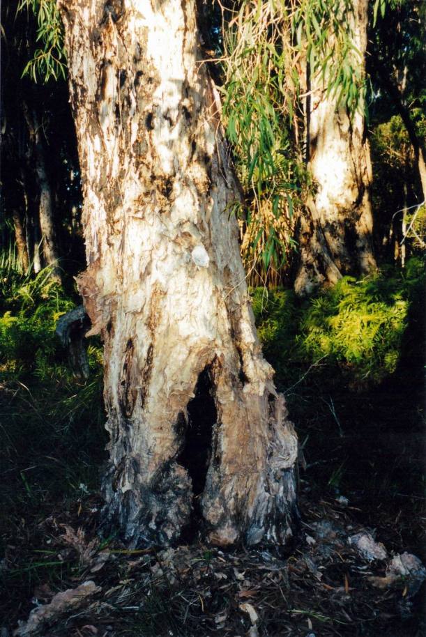 resize of 09-14-2003 paperbark at figtree