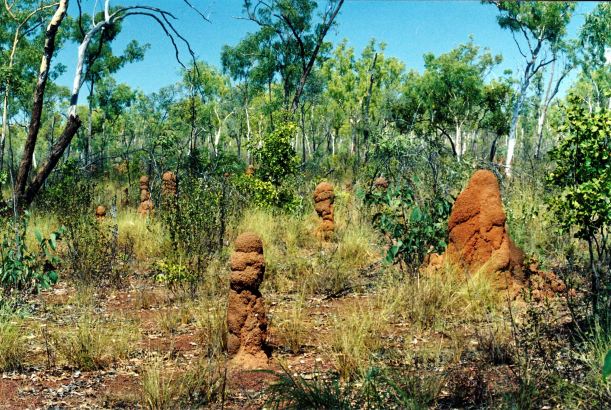 resize of 09-15-2003 07 termite mounds on escarpment track