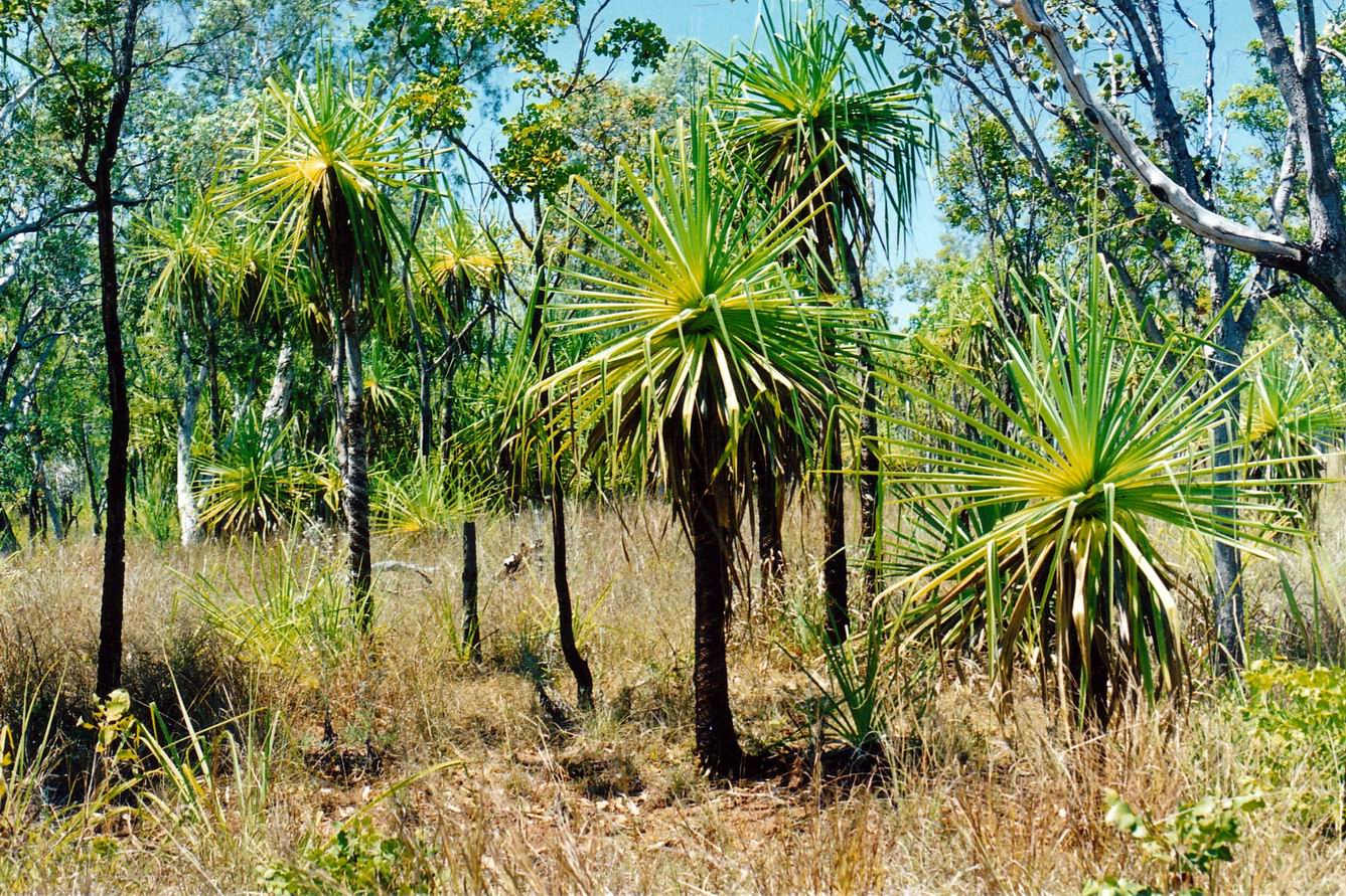 resize of 09-19-2003 10- scene near safari camp