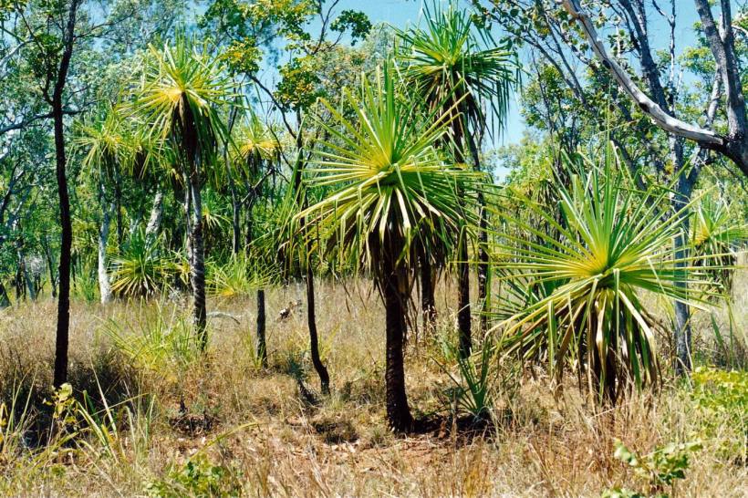 resize of 09-19-2003 10- scene near safari camp