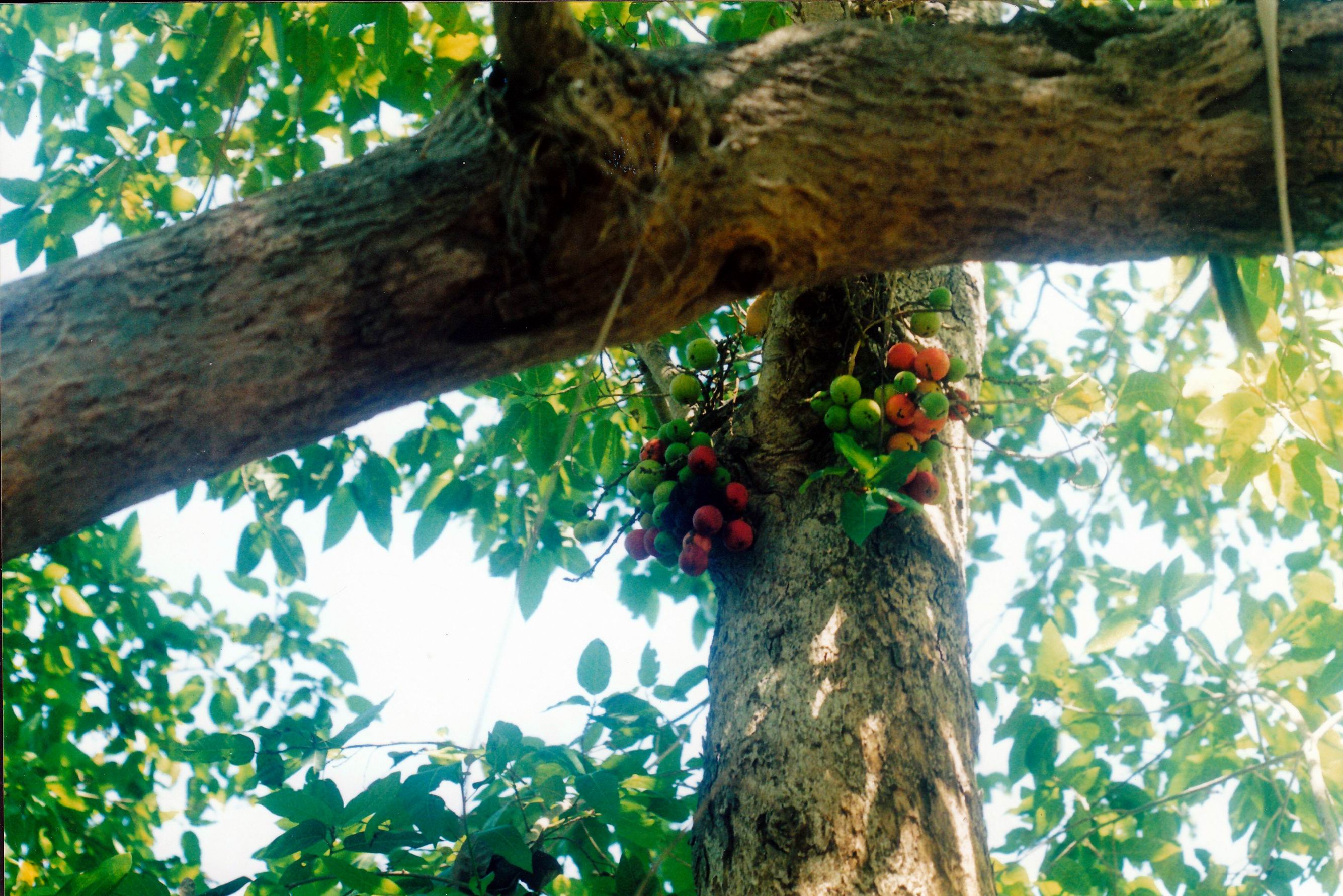 resize of 09-19-2003 14 cluster fig