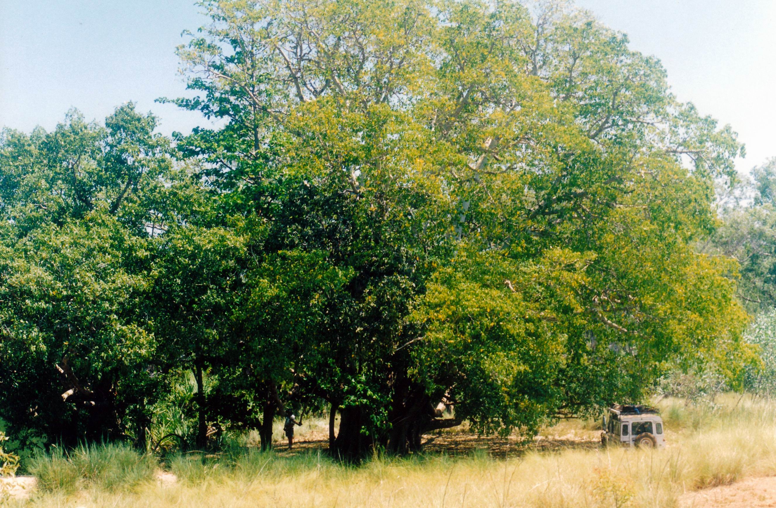 Resize of 09-19-2003 15 huge old cluster fig tree by Carns Creek.jpg