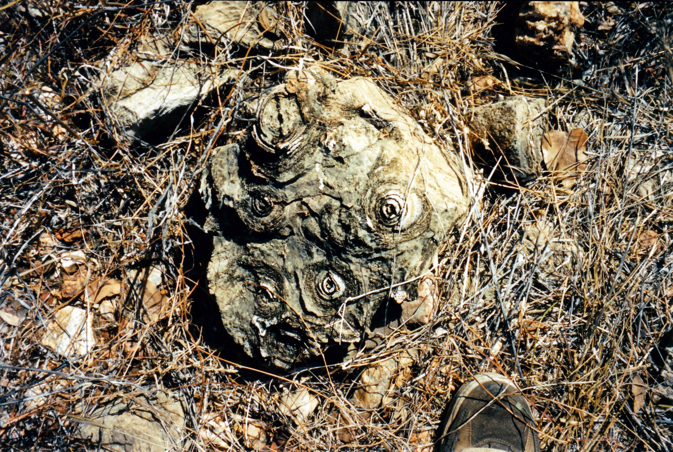 resize of 09-19-2003 22 pungalina stromatolites