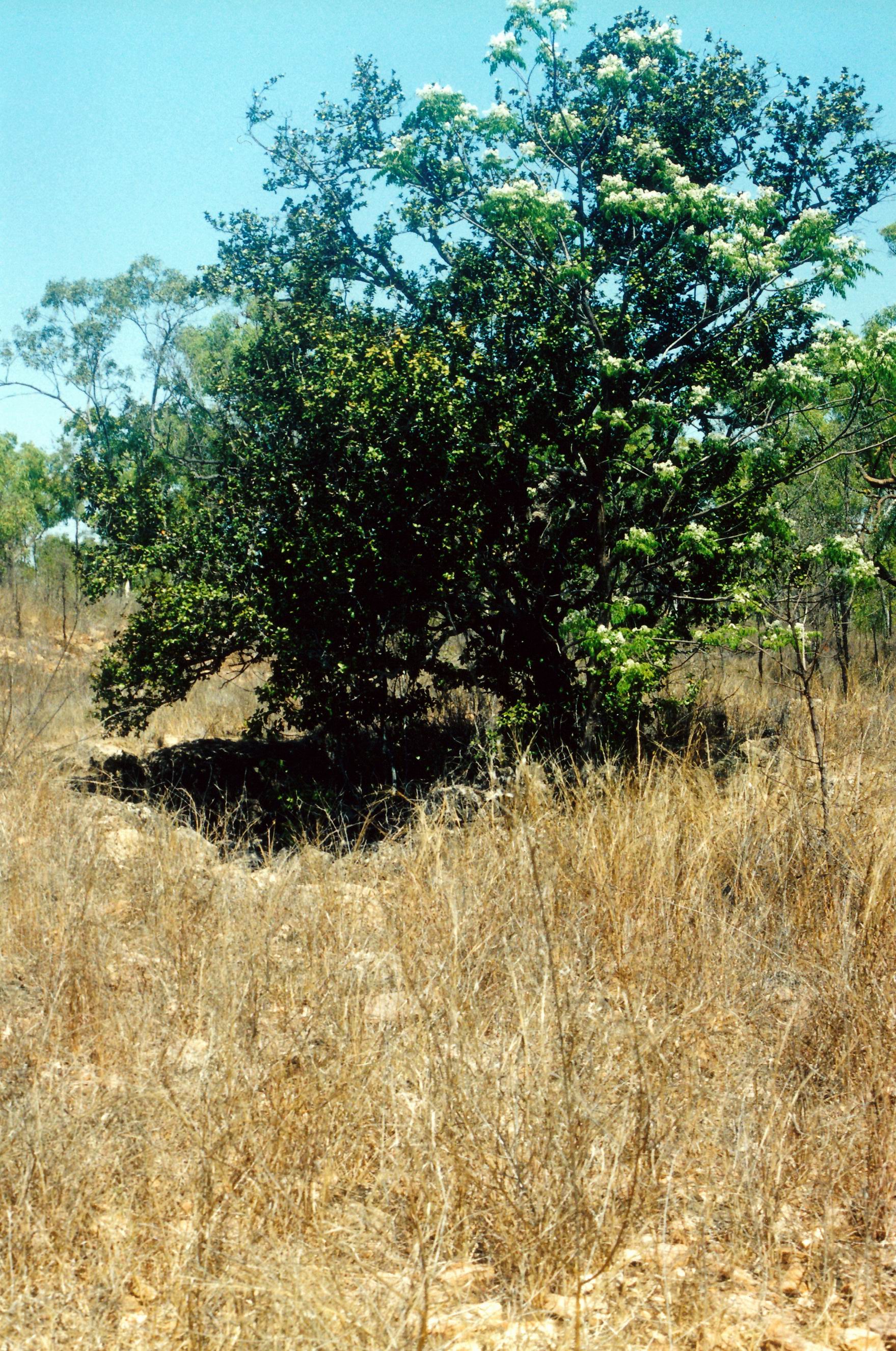 resize of 09-19-2003 24 tree by cave entry