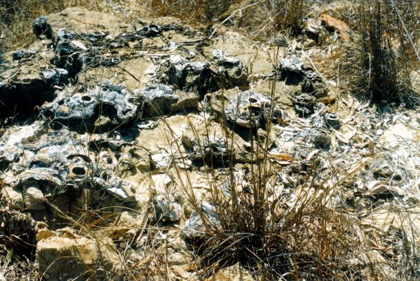 Resize of 09-19-2003 27 many more stromatolites.jpg