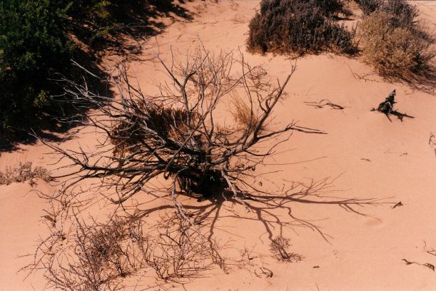 Resize of 04-04-2004 02 plant picture.jpg