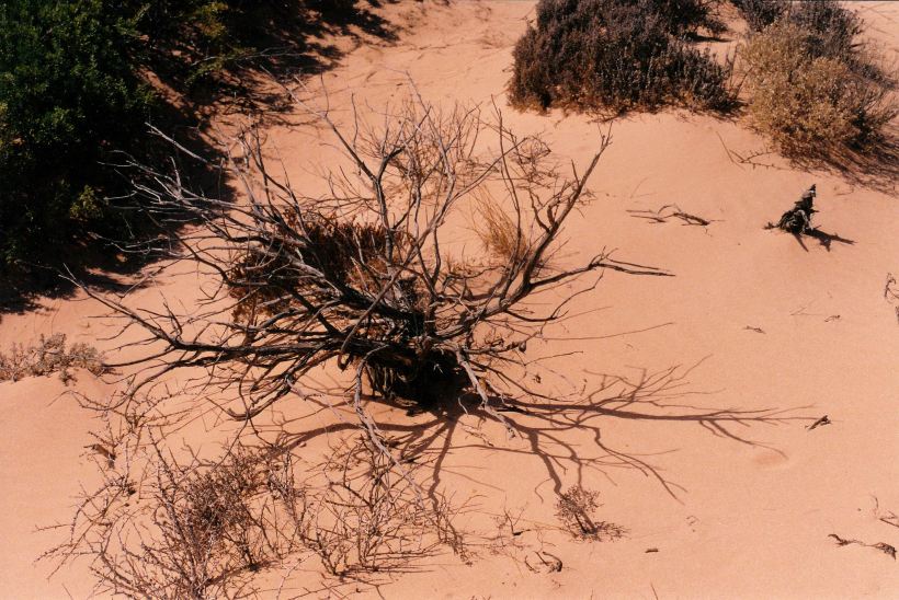 Resize of 04-04-2004 02 plant picture.jpg