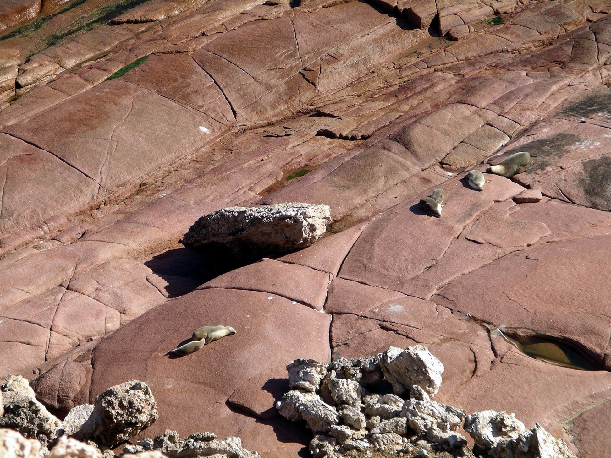 Resize of 04-04-2004 Sea Lions  02.jpg