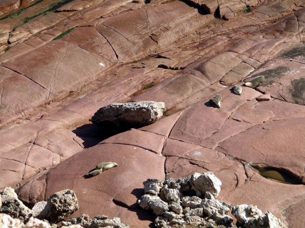Resize of 04-04-2004 Sea Lions  02.jpg