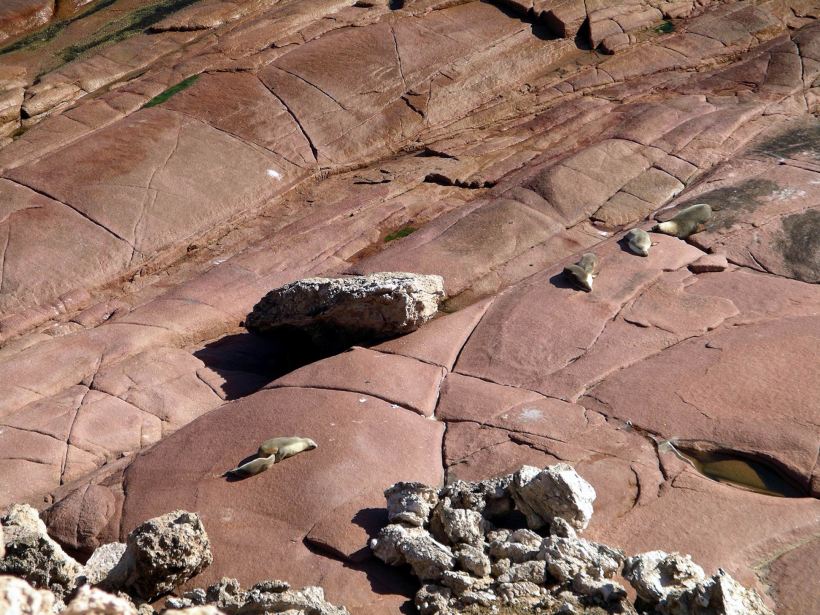 Resize of 04-04-2004 Sea Lions 02.jpg