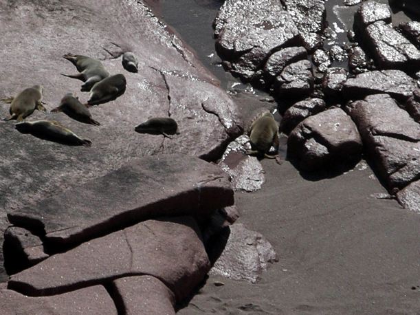 Resize of 04-04-2004 Sea Lions 05.jpg