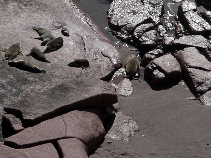 Resize of 04-04-2004 Sea Lions 05.jpg