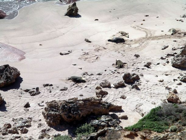Resize of 04-04-2004 Sea Lions 08