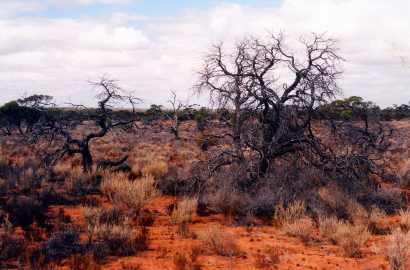 Resize of 04-16-2004 04 tree shapes by Googs Track.jpg