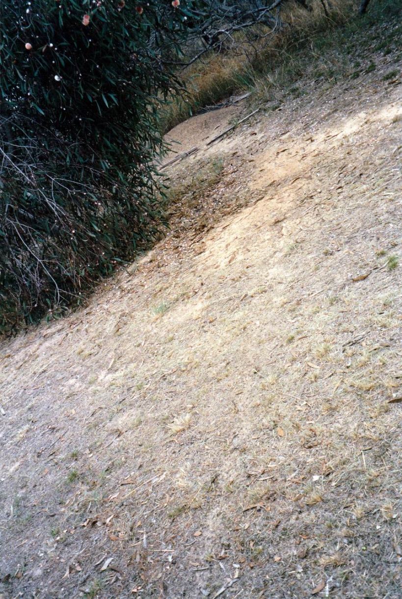 Resize of 04-27-2004 ant path nest.jpg