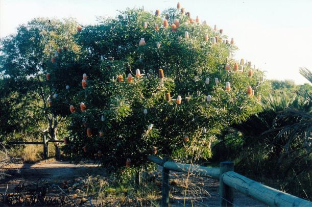 Resize of 04-27-2004 banksia.jpg