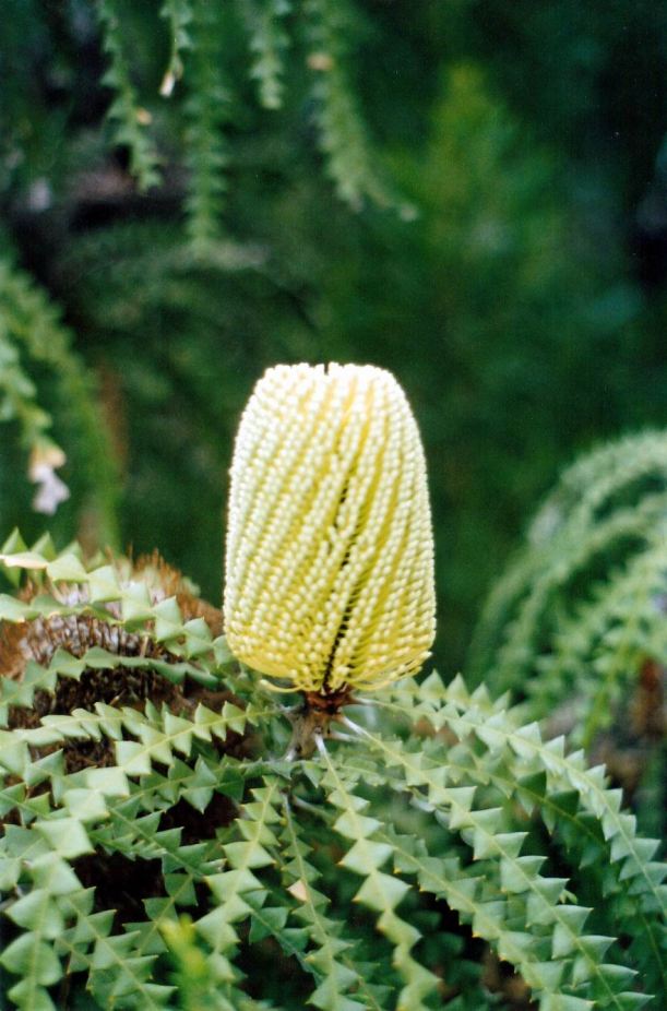 Resize of 04-29-2004 banksia.jpg