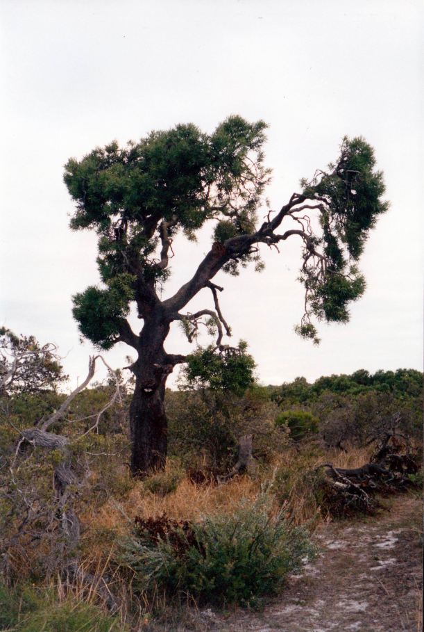 Resize of 04-29-2004 old banksia Lake Monjingup Esperance